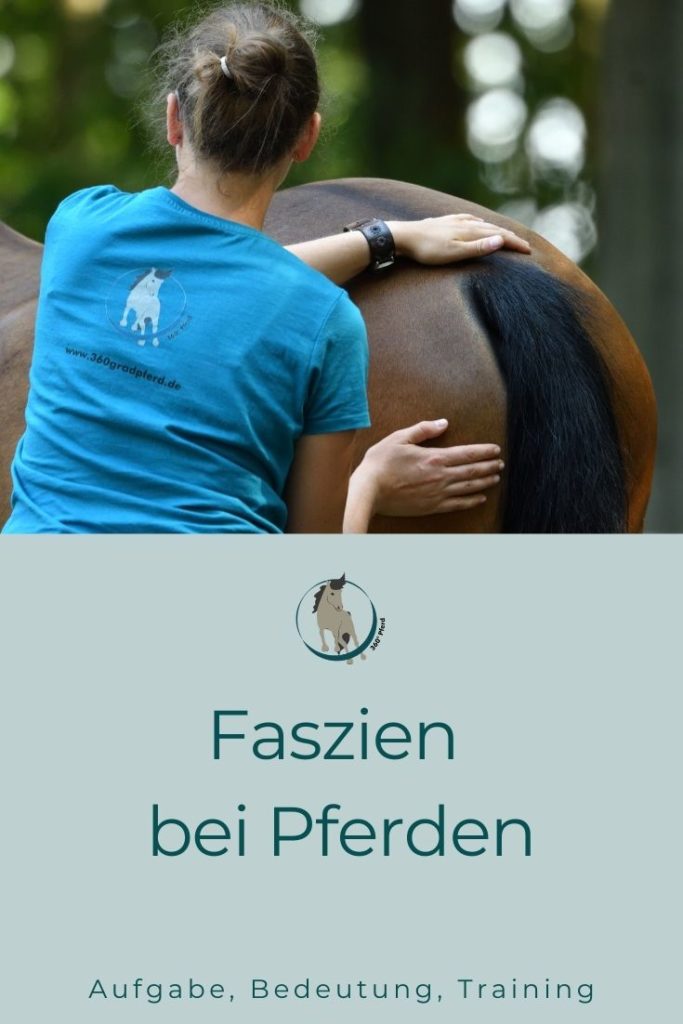 Faszien bei Pferden