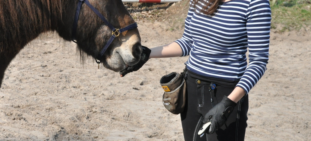 Clickertraining mit dem Pferd