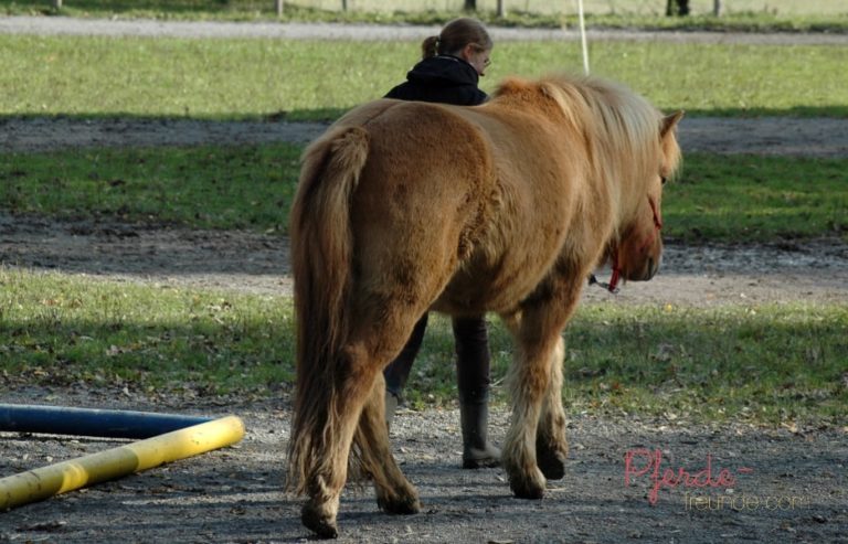 Ein Pferd führen