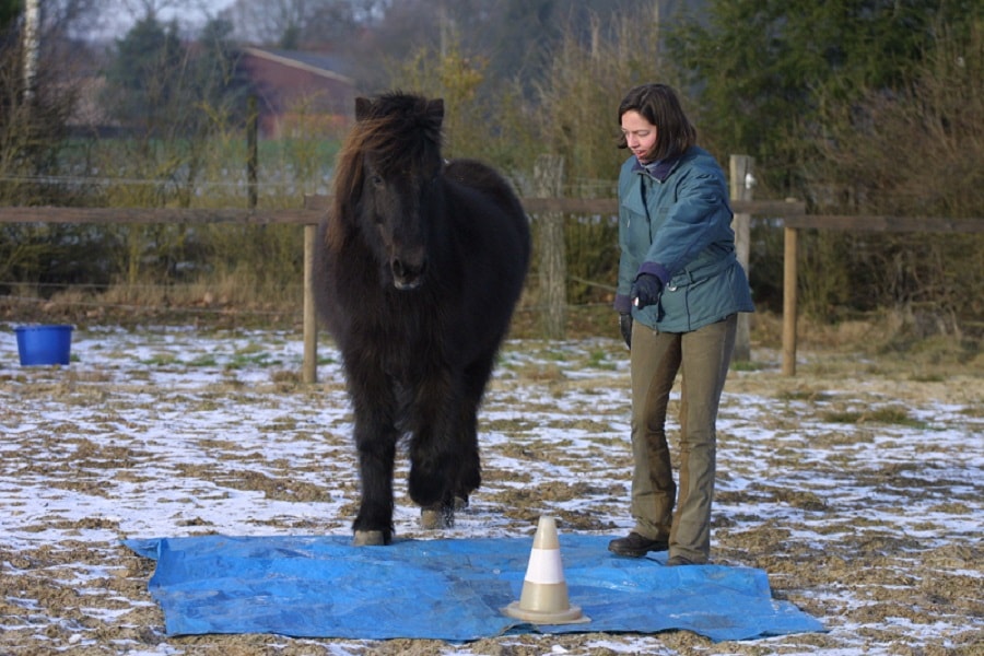 Clickertraining mit Pferd