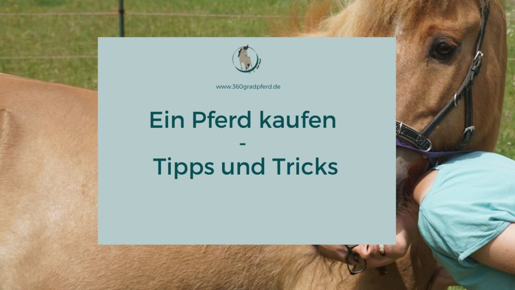 Ein Pferd Kaufen Tipps Und Tricks Fur Die Suche 360 Pferd