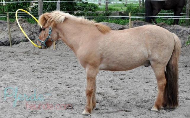 Pferd verstuch Hula Hoop Reifen über den Kopf bzw. Hals zu werfen