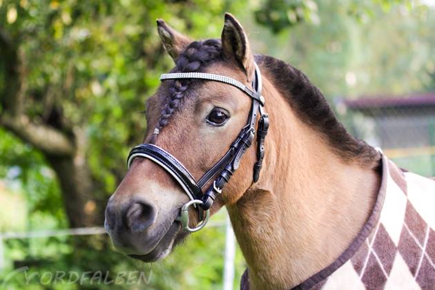 Minishetty mit selbstgemachter Lacktrense