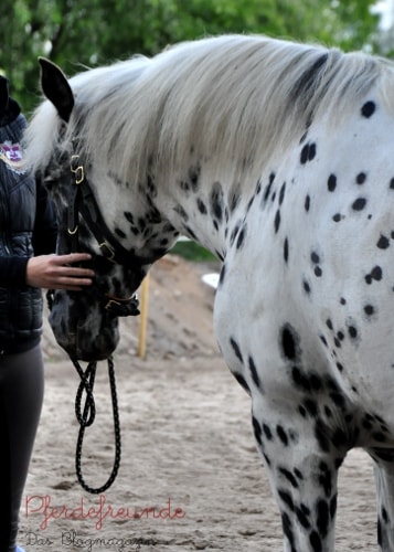Pferd wird gestellt