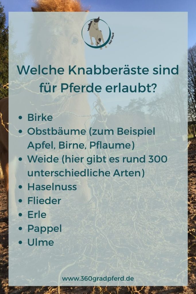 Ungiftige Knabberäste für Pferde