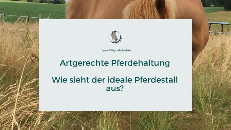 Pferde artgerecht halten im Offenstall