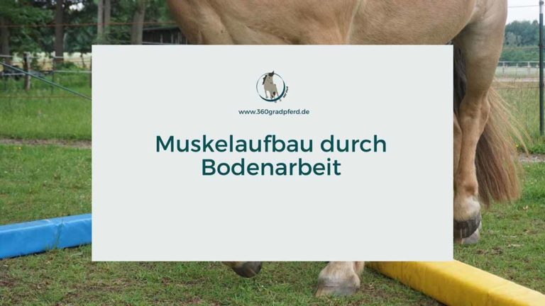 Muskelaufbau beim Pferd durch Bodenarbeit