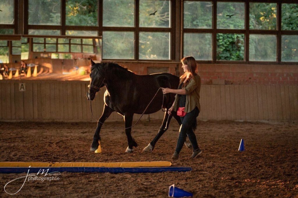 Ruckenschmerzen Beim Pferd Erkennen Und Vorbeugen 360 Pferd