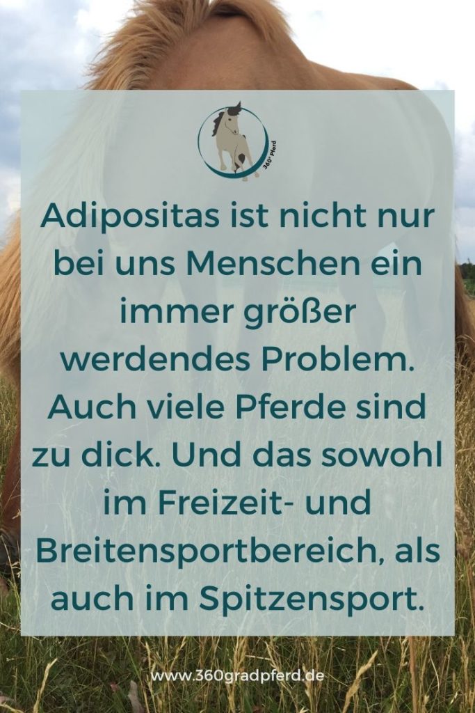 Adipositas beim Pferd