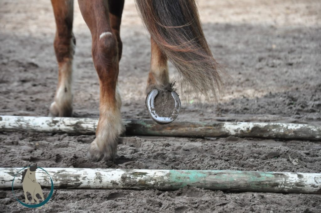 Stangentraining mit Pferd