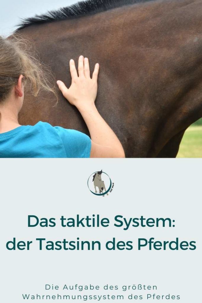 Das taktile System des Pferdes der Tastsinn