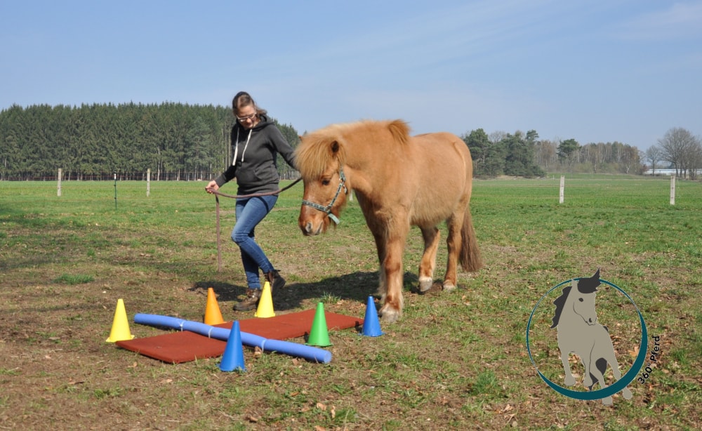 Propriozeptives Pferdetraining mit Stangen und instabilen Untergründen