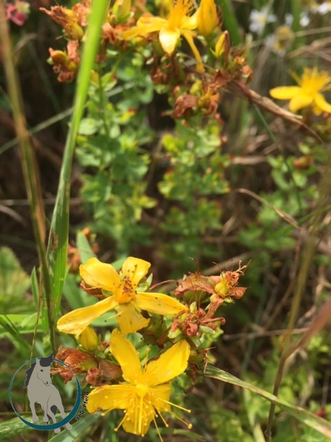 Johanniskraut im Detail mit Blättern und Blüte