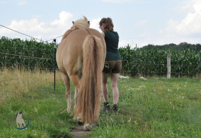 Pferd von hinten im Travers an der Hand