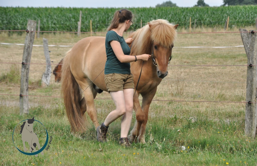 Ein Pferd mit gutem Körpergefühl bei der Handzügelarbeit