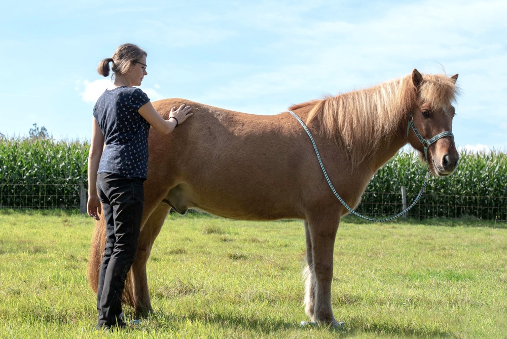 Pferdeergotherapeutische-Behandlung