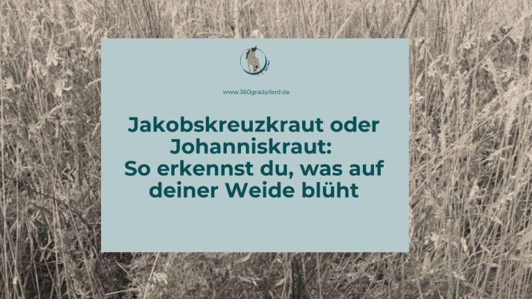 Jakobskreuzkraut oder Johanniskraut Unterschied erkennen