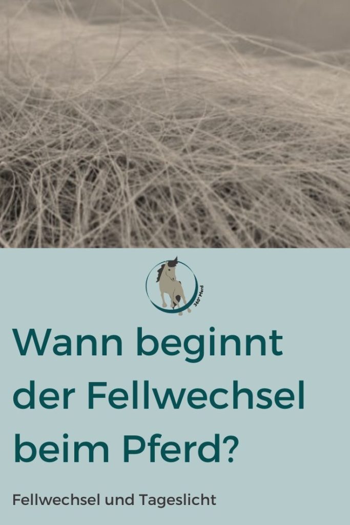 Wann beginnt der Fellwechsel beim Pferd und wovon ist er abhängig?