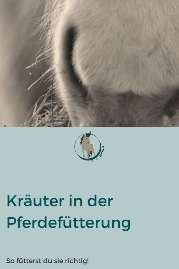 Kräuter in der Pferdefütterung: So fütterst du Kräuter richtig
