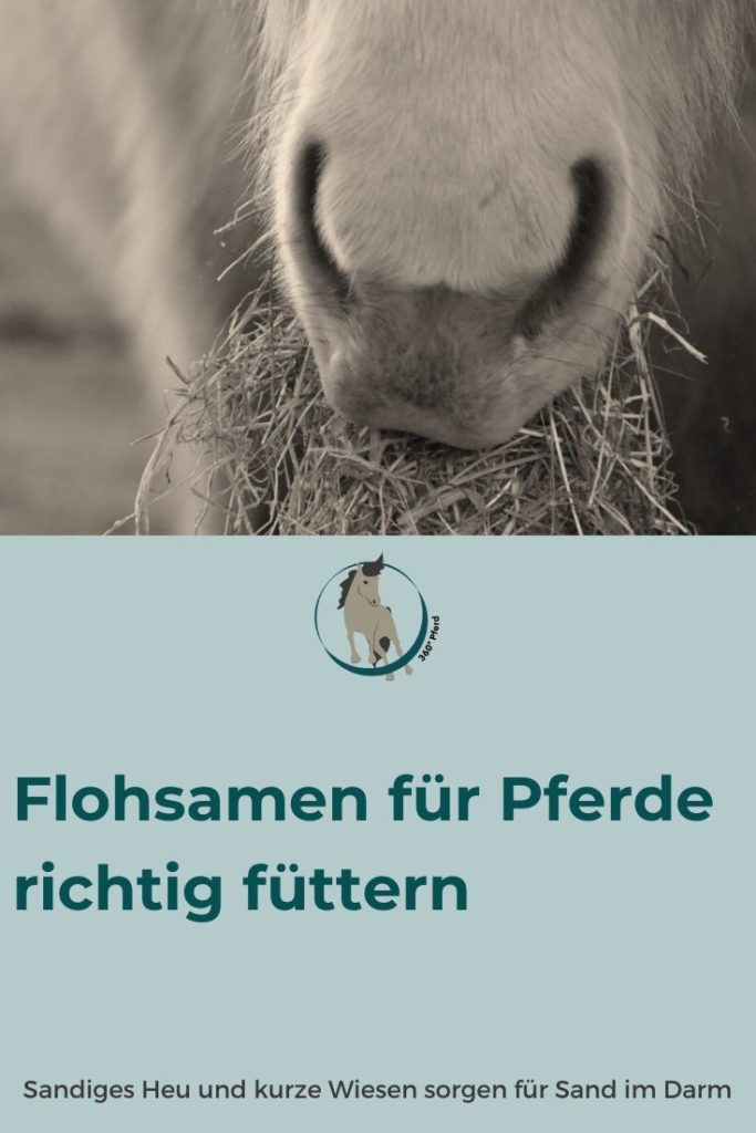 Bei zu viel Sand im Darm ist bei Pferden eine Flohsamenkur notwendig