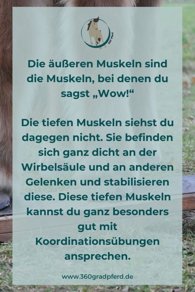 Mit Koordinationsübungen kann vom Boden aus die Tiefenmuskulatur des Pferdes gestärkt werden