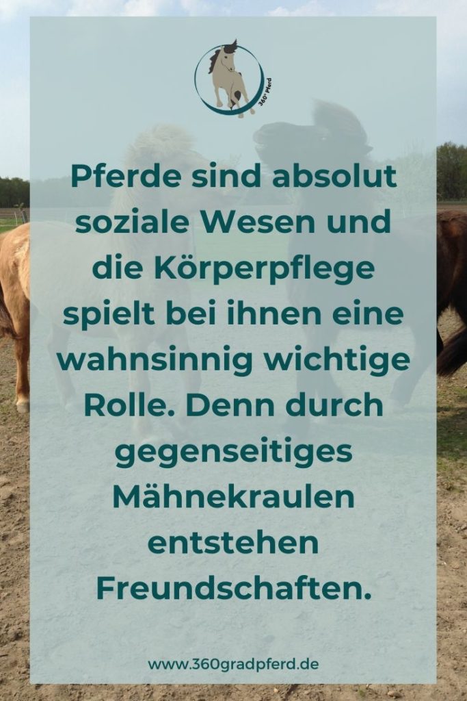 Pferde sind soziale Wesen und brauchen andere Pferde. Bei der gemeinsamen Körperpflege entstehen Freundschaften