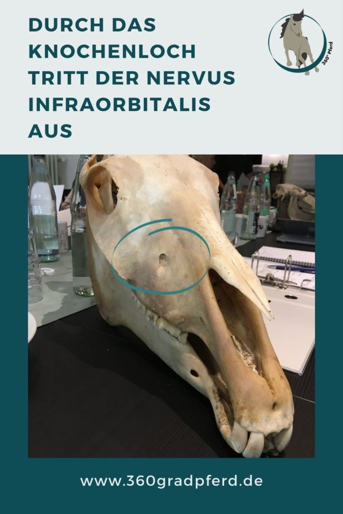 Austrittsloch N Infraorbitalis beim Pferd