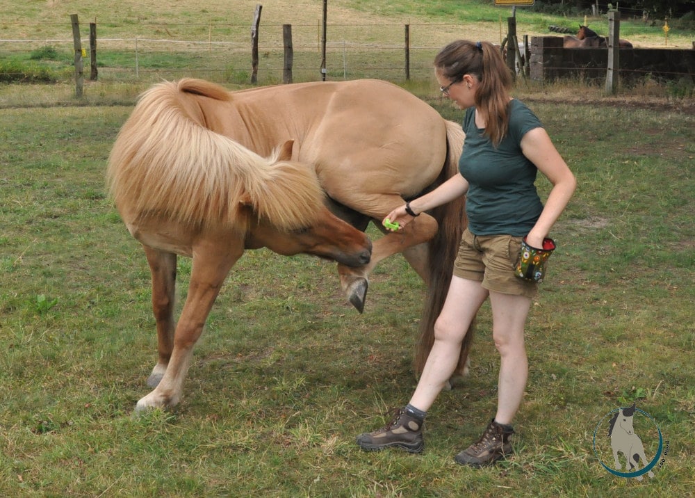 Clickertraining mit Pferd