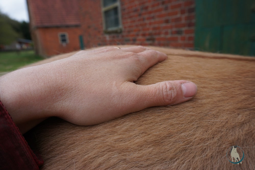 Vibration mit der Hand als Massagetechnik fürs Pferd