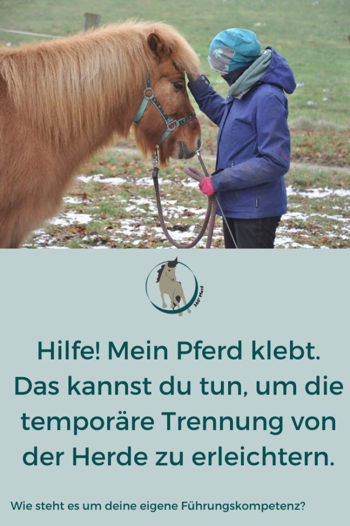 Hilfe, mein Pferd klebt: Wie die Arbeit an dir selbst deinem Pferd die Trennung von seiner Herde erleichtern kann