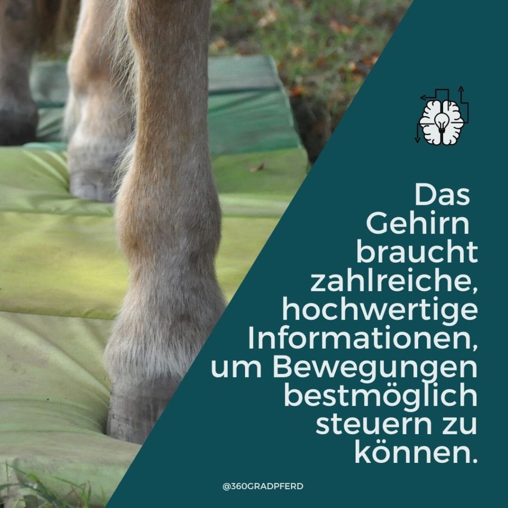 Für eine gute Bewegung braucht das Gehirn zahlreiche Informationen