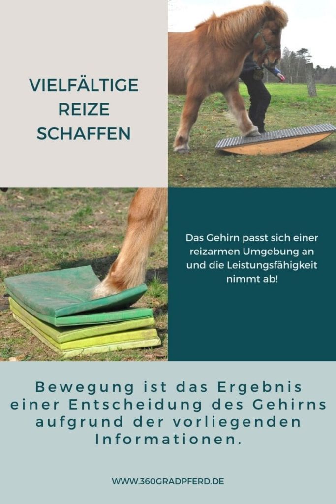 Vielfältige Reize verhelfen dem Pferd zu einer besseren Körperwahrnehmung