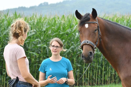Unterricht und Kurse mit 360° Pferd