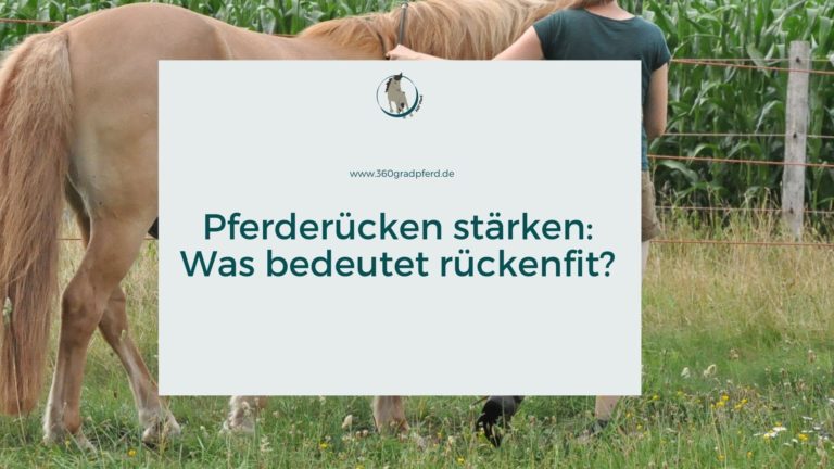 Rückenfitte Pferde