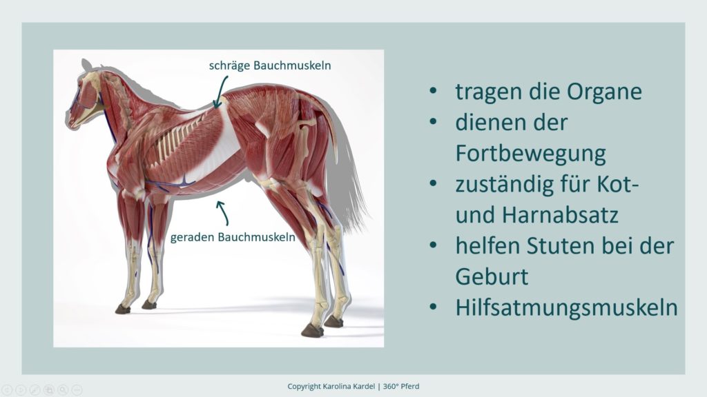 Bauchmuskeln Pferd