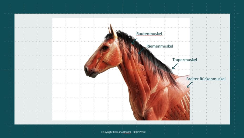Halsmuskulatur Pferd