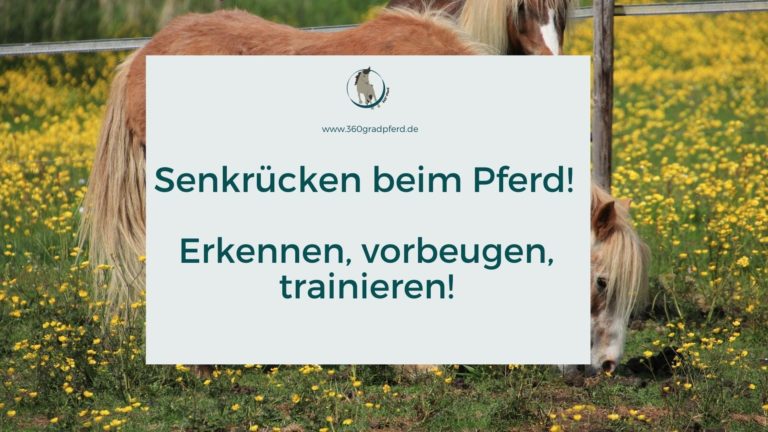 Senkrücken beim Pferd erkennen und trainieren
