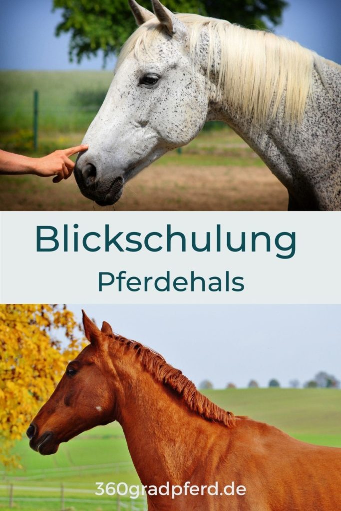 Blickschulung Pferdehals Muskulatur