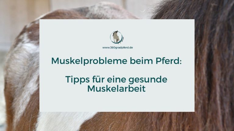 Muskelprobleme beim Pferd Tipps für gesunde Muskelarbeit