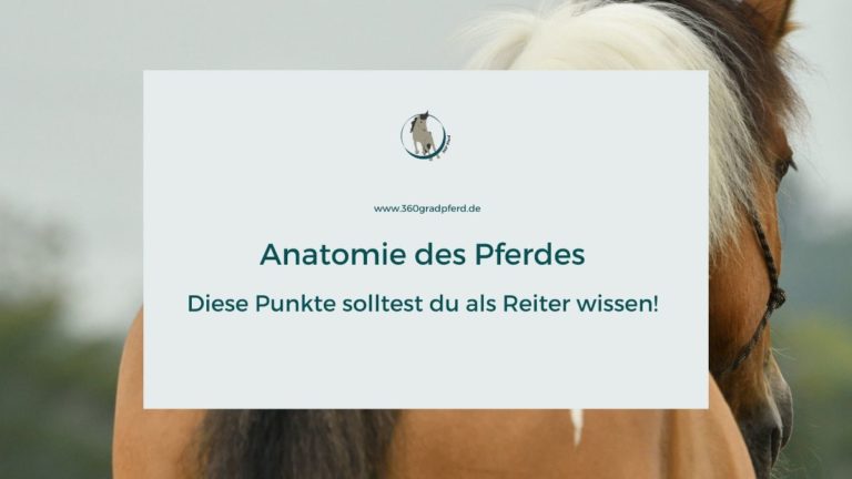 Anatomie des Pferdes Was der Reiter wissen muss