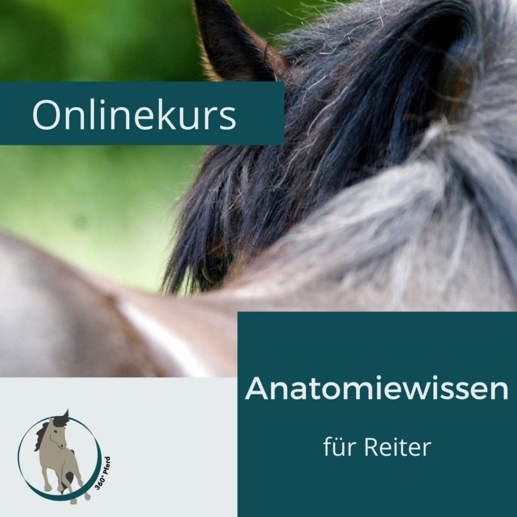 Onlinekurs Anatomiewissen für Reiter