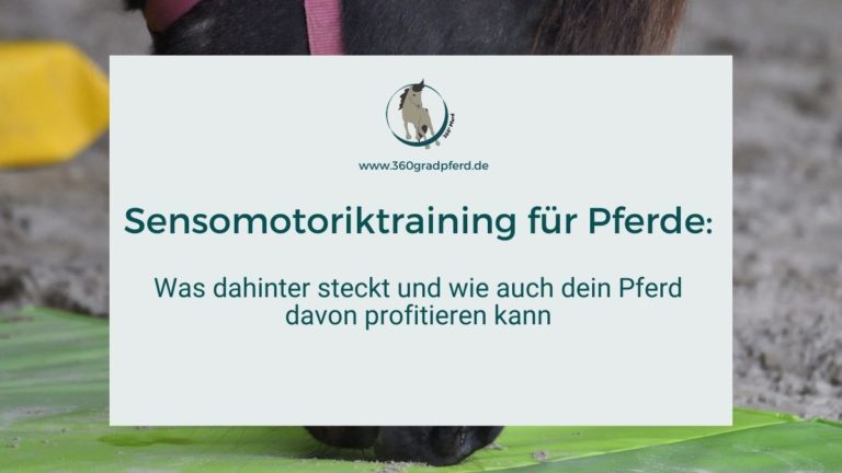 Sensomotoriktraining für Pferde